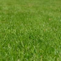 profile_Grass