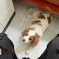 profile_Berry 베리 (Stray Kids)