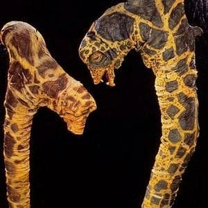 profile_Cane Adiss