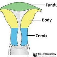 Uterus نوع شخصية MBTI image