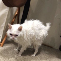 profile_officialanniecat