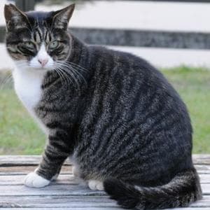 profile_Dark Mackerel Tabby