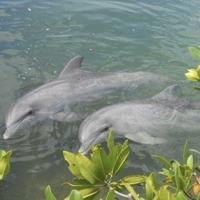 Dolphin тип личности MBTI image