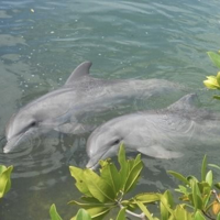 Dolphin MBTI 성격 유형 image