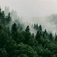 Forest tipe kepribadian MBTI image