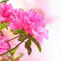 Azalea tipo di personalità MBTI image