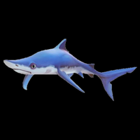 profile_Blue Shark