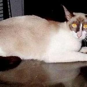 profile_Kucing Malaysia