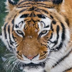 profile_Tiger