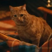 profile_Seamus (cat)