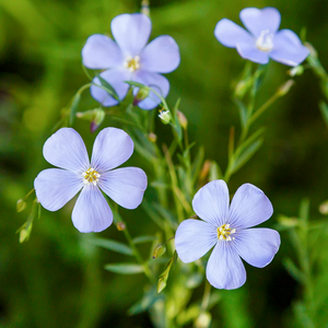 profile_June 3 (Flax)