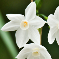 Narcissus MBTI性格类型 image