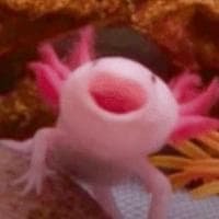 Axolotl type de personnalité MBTI image