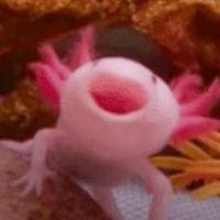 Axolotl MBTI Personality Type image