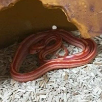 profile_Aengdu (TXT)