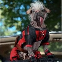 Dogpool (Dog Deadpool) MBTI 성격 유형 image