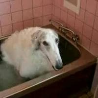 Borzoi mbti kişilik türü image