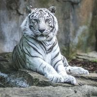 The White Tiger type de personnalité MBTI image