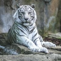 The White Tiger MBTI 성격 유형 image