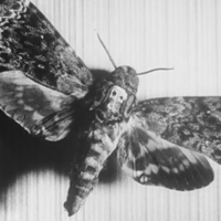 Death-Head's Moth MBTI Personality Type image