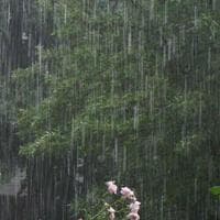 Rainy Days mbtiパーソナリティタイプ image