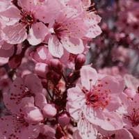 Cherry Blossoms type de personnalité MBTI image