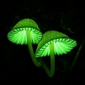 profile_Mycena chlorophos mushroom