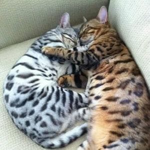 profile_Mojave Spotted