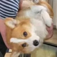 profile_Hammy the Talking Corgi