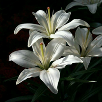 profile_White Lily