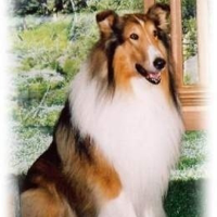 profile_Lassie