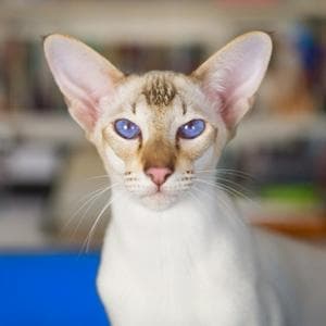 profile_Colorpoint Shorthair