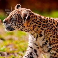Jaguar tipo de personalidade mbti image