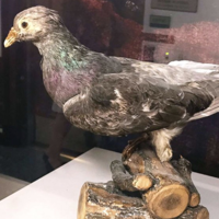 profile_Cher Ami The Pigeon