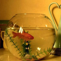 Blubber "Suicidal Goldfish" tipo de personalidade mbti image