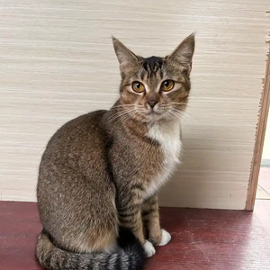 profile_Ticked tabby