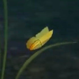profile_Butterfly
