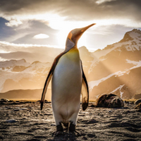 profile_Penguin