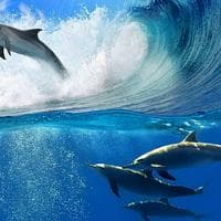 Dolphin MBTI -Persönlichkeitstyp image