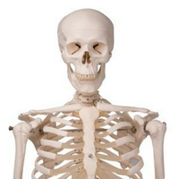 Human Skeleton Model MBTI Personality Type image