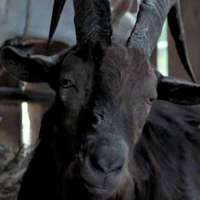 Black Phillip MBTI性格类型 image