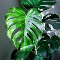 Monstera Deliciosa mbtiパーソナリティタイプ image