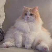 profile_DD (CreamHeroes)