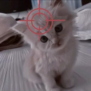 profile_Kitten in the crosshairs (Котёнок под прицелом)