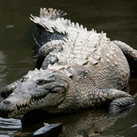 profile_Crocodile