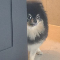 Yeontan (BTS) MBTI -Persönlichkeitstyp image