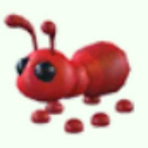 profile_Ant