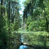 Swamp tipo di personalità MBTI image