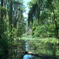 Swamp MBTI性格类型 image