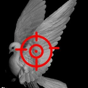 profile_Bird in the crosshairs (Птица под прицелом)